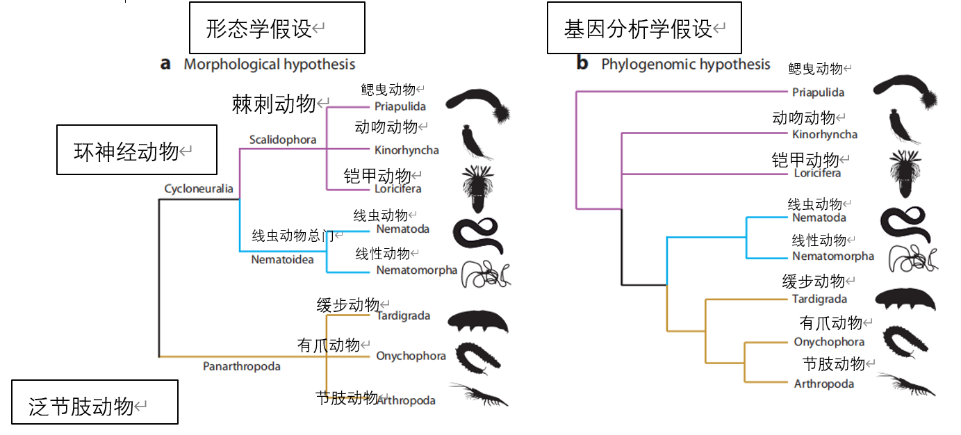 【论文精翻】节肢起源：结合古生物学和分子证据（上）